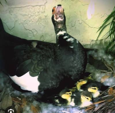 Muscovy with 3 pig chicks urgent sale