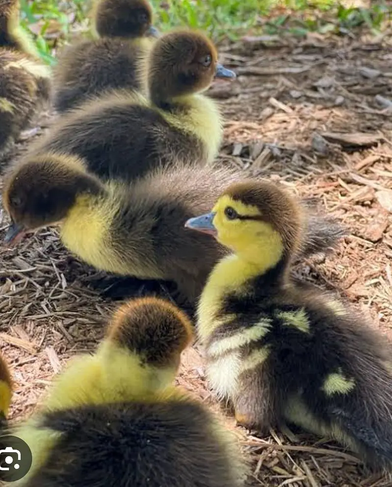 Muscovy with 3 pig chicks urgent sale — photo 3
