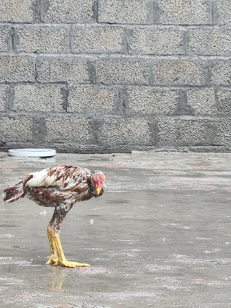 Asel murga — photo 3