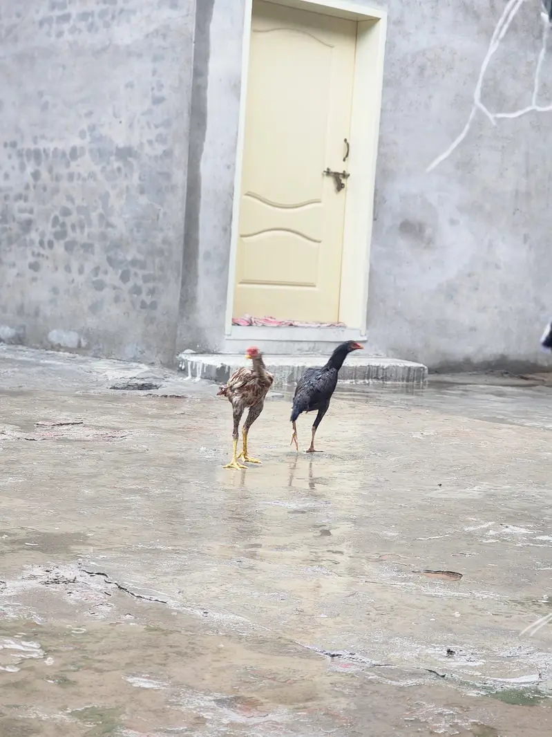Asel murga — photo 4