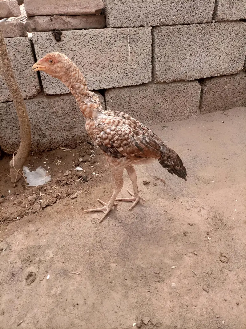 Aseel Chicks pair — photo 2