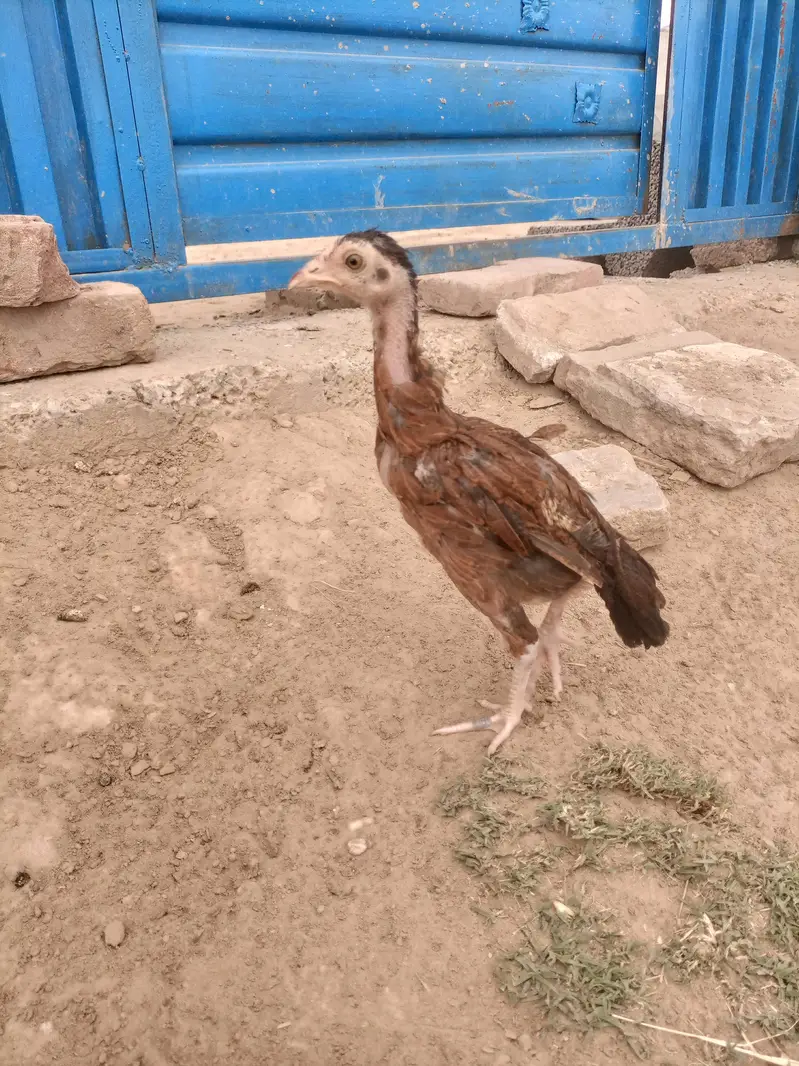 Aseel Chicks pair — photo 3