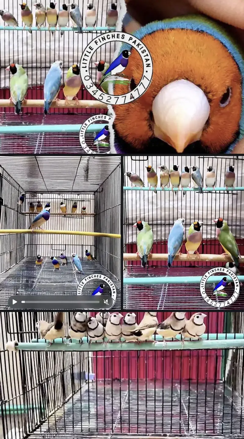 GOULDAIN & OWL FINCH