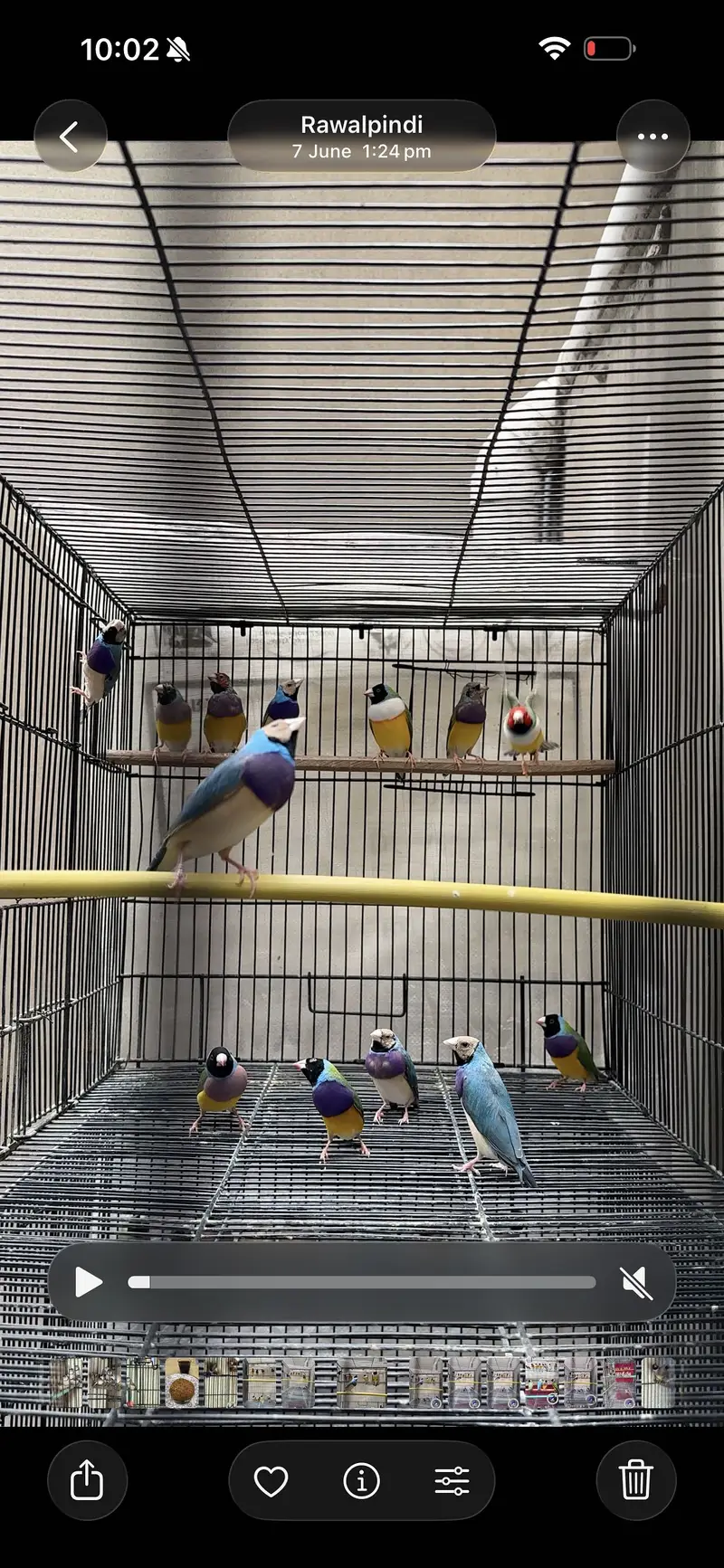 GOULDAIN & OWL FINCH — photo 2