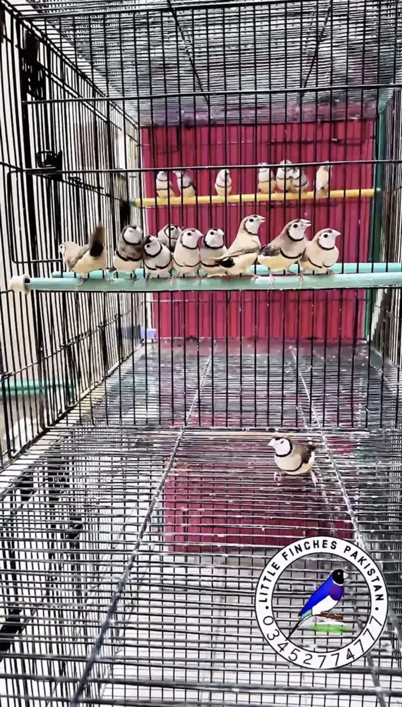 GOULDAIN & OWL FINCH — photo 3