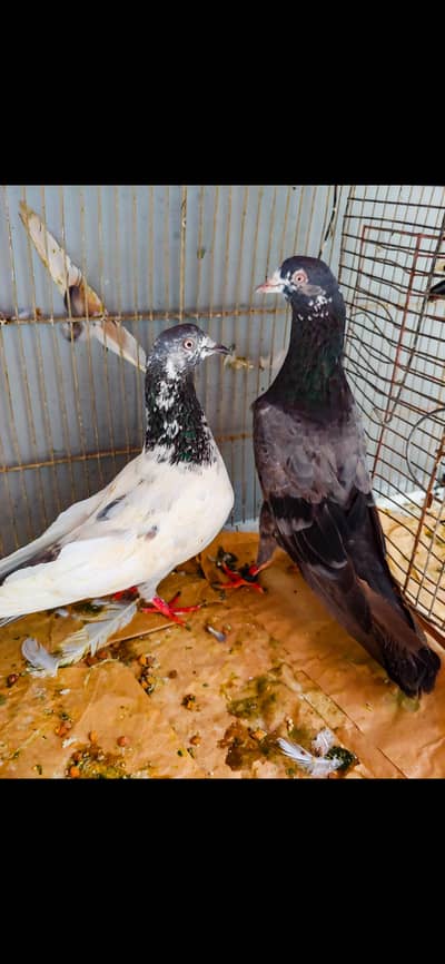 Hight flay pair for sale.