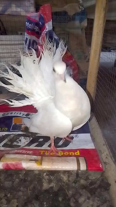 laka pair for sell male black female white  0312/496/21/95