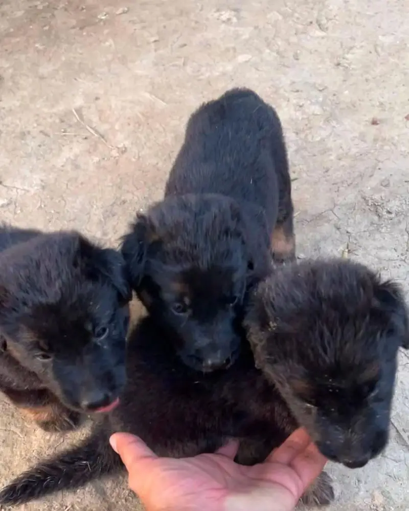 pure GSD females puppy 1 month old