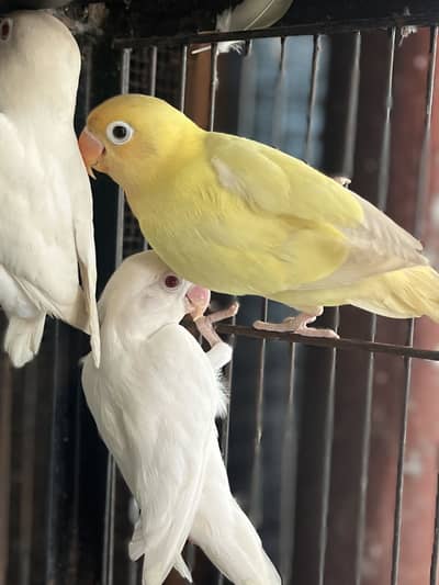 Love birds pair
