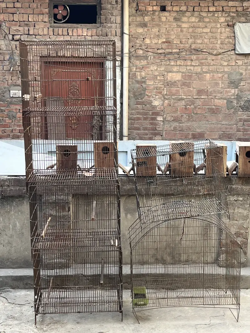 Love birds pair — photo 2