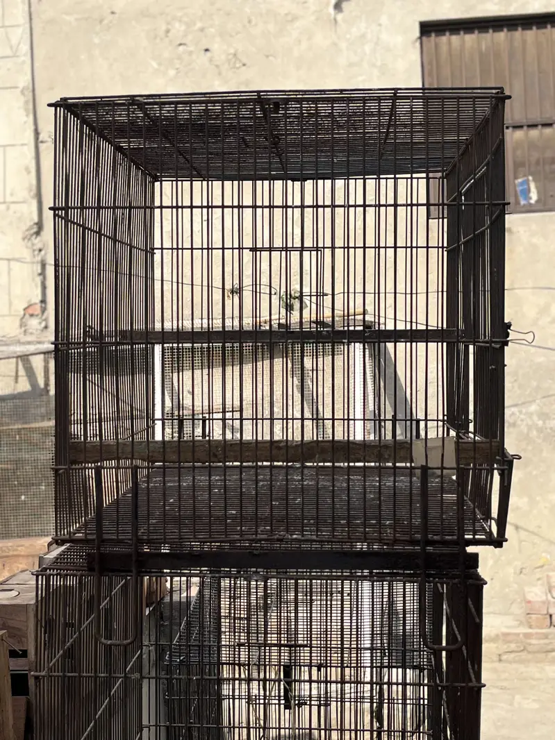 Love birds pair — photo 3