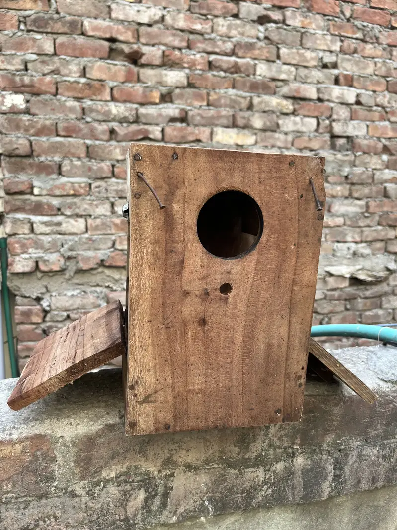 Love birds pair — photo 4