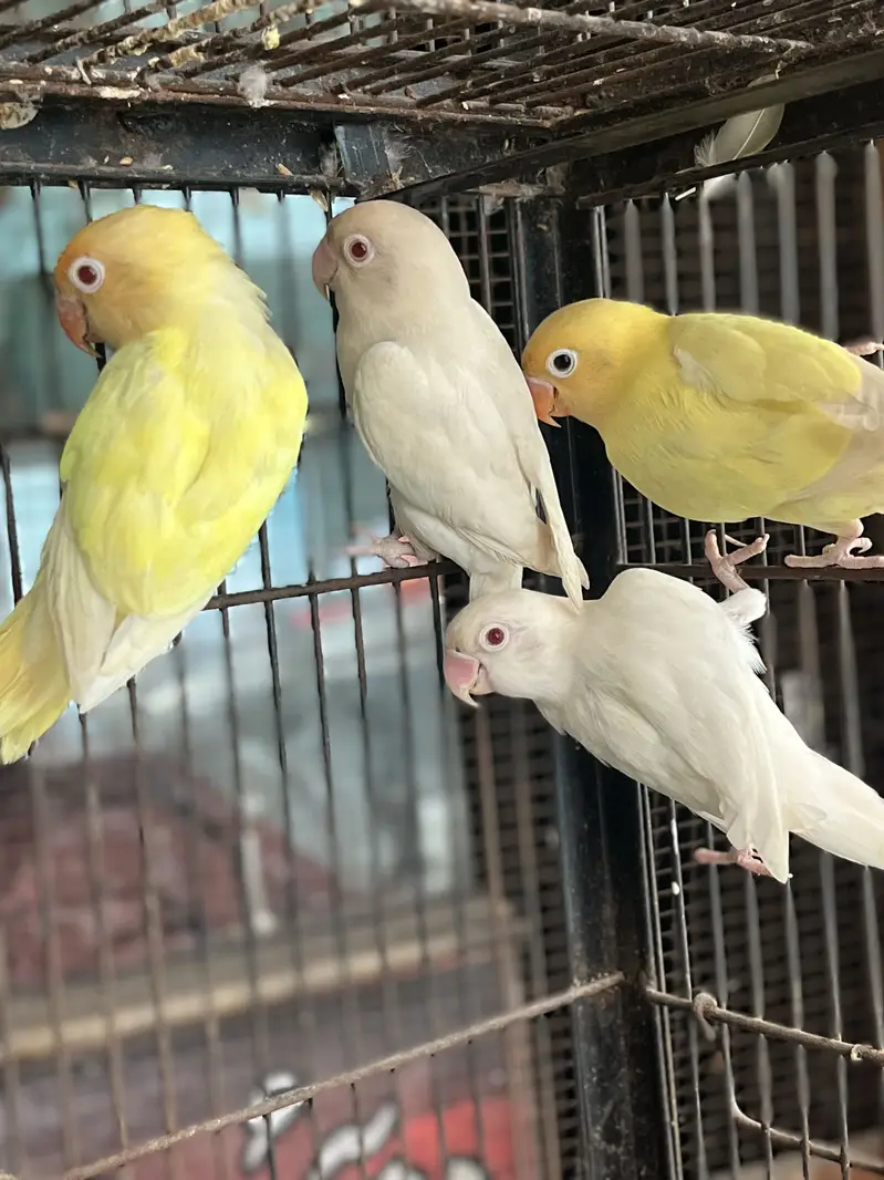 Love birds pair — photo 5