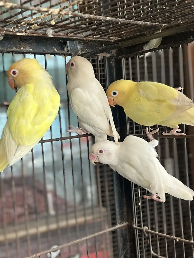 Love birds pair — photo 6