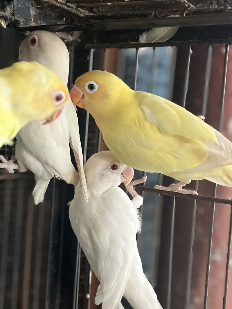 Love birds pair — photo 7
