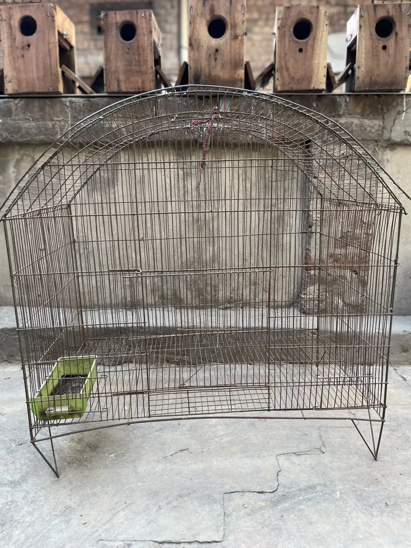 Love birds pair — photo 8