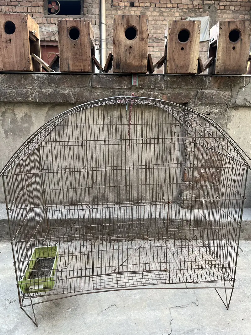 Love birds pair — photo 9