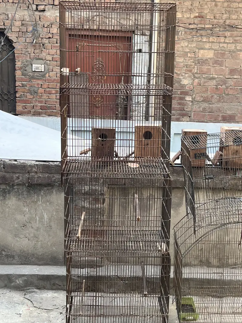 Love birds pair — photo 10