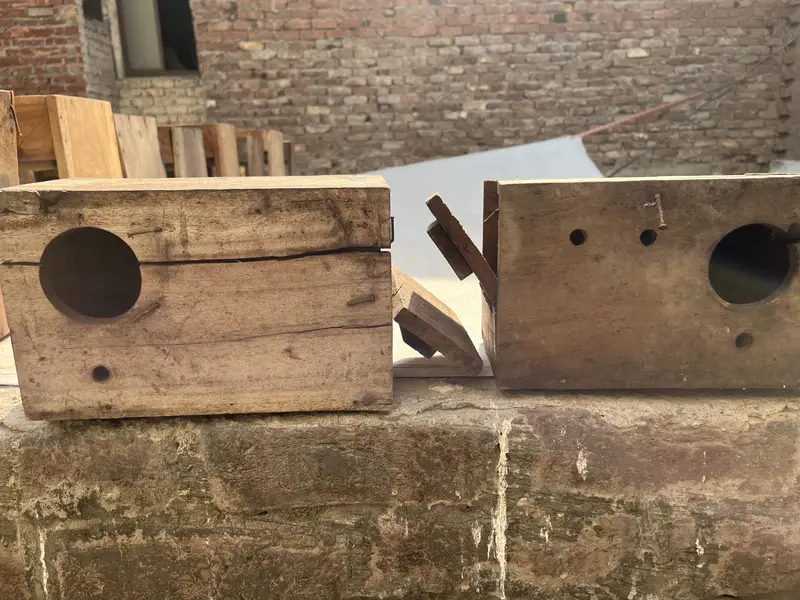 Love birds pair — photo 12