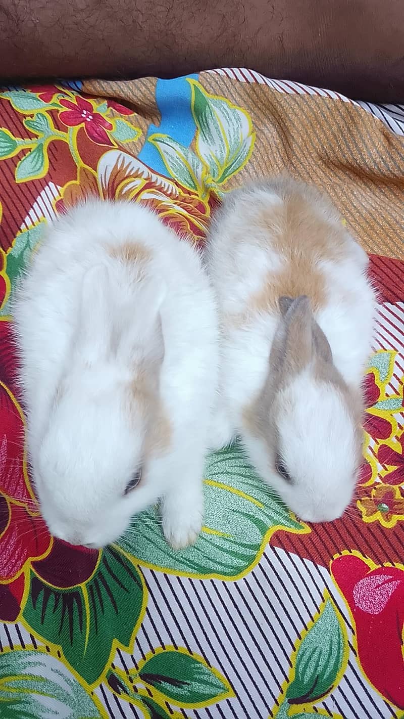 rabbit Khargosh 2