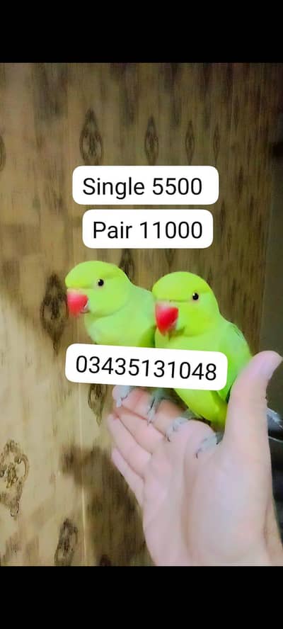 03435131048 Green ringneck parrots handtame