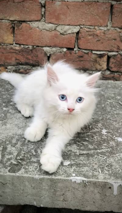 Double Coated Persian Kittens