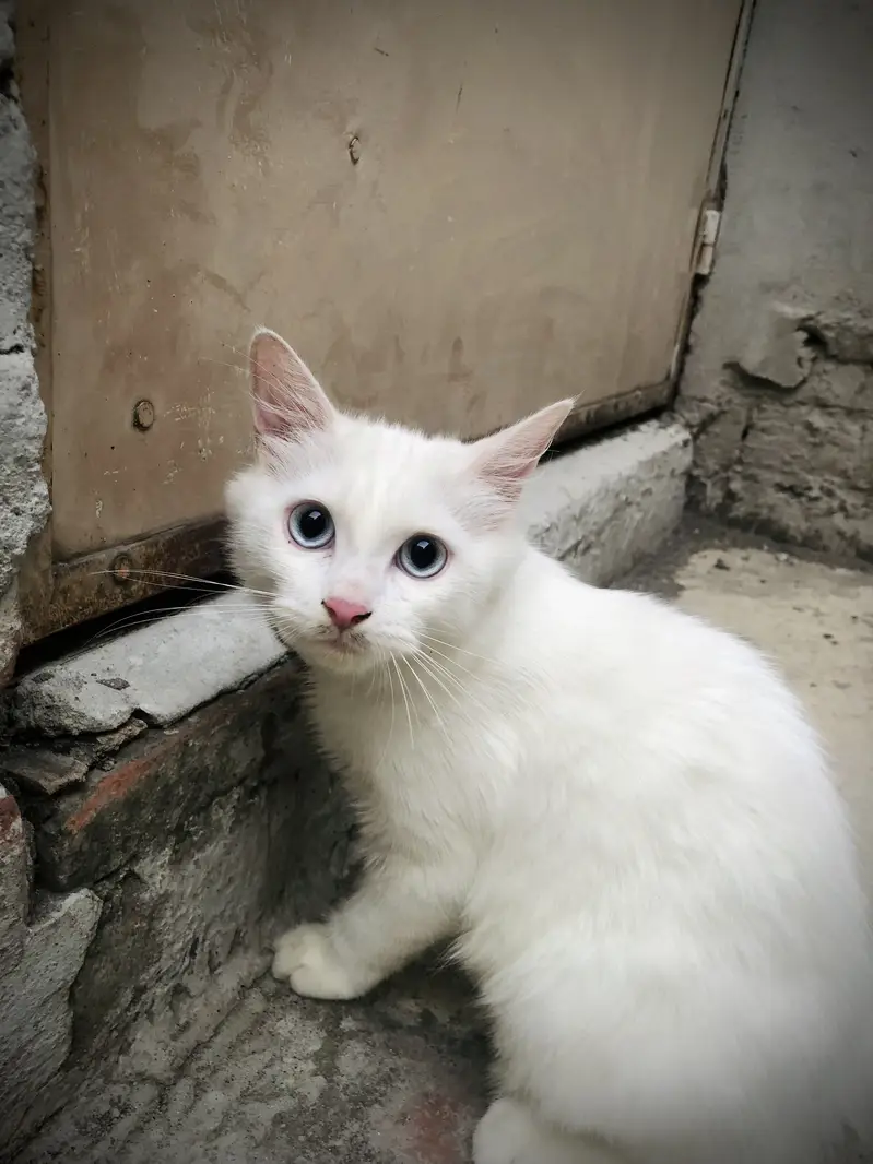 Double Coated Persian Kittens — photo 2