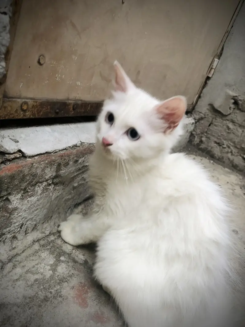 Double Coated Persian Kittens — photo 3