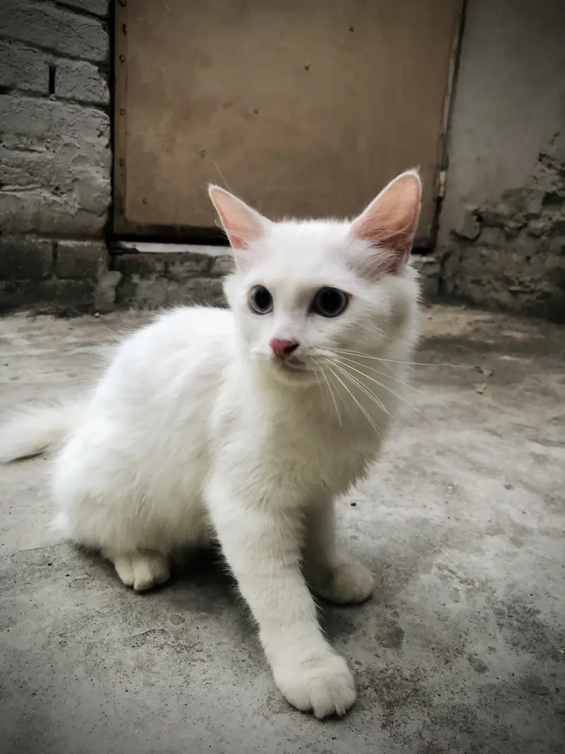 Double Coated Persian Kittens — photo 4