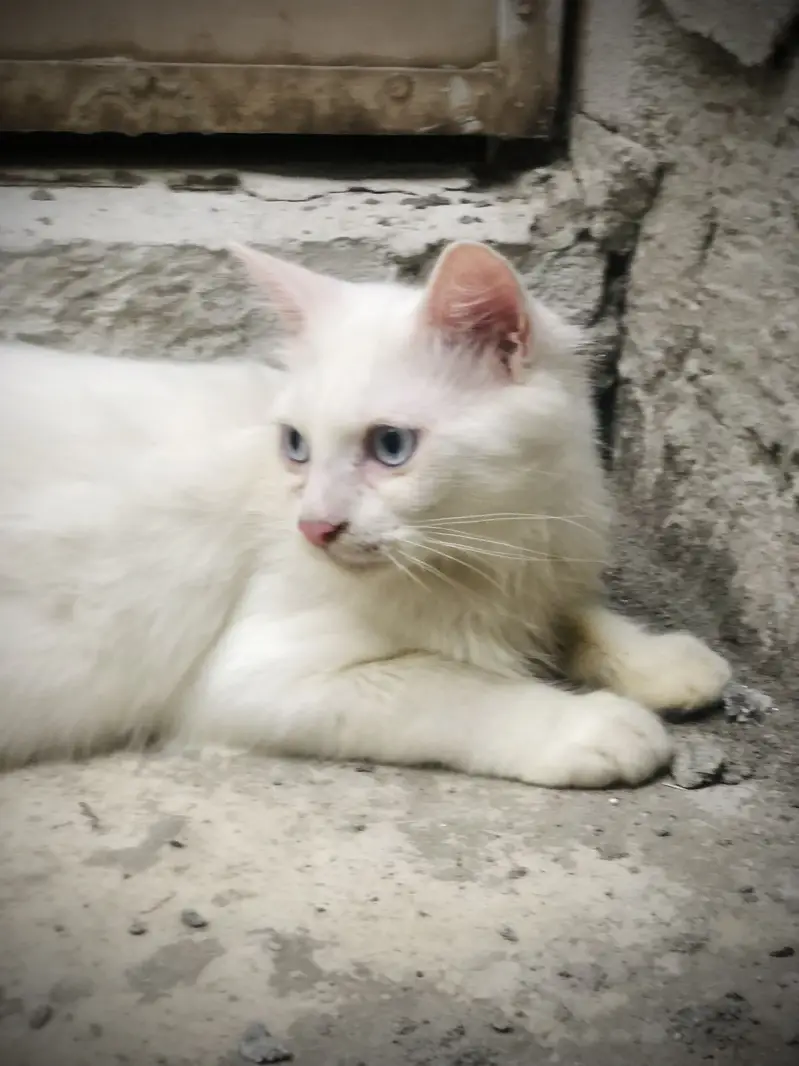Double Coated Persian Kittens — photo 5