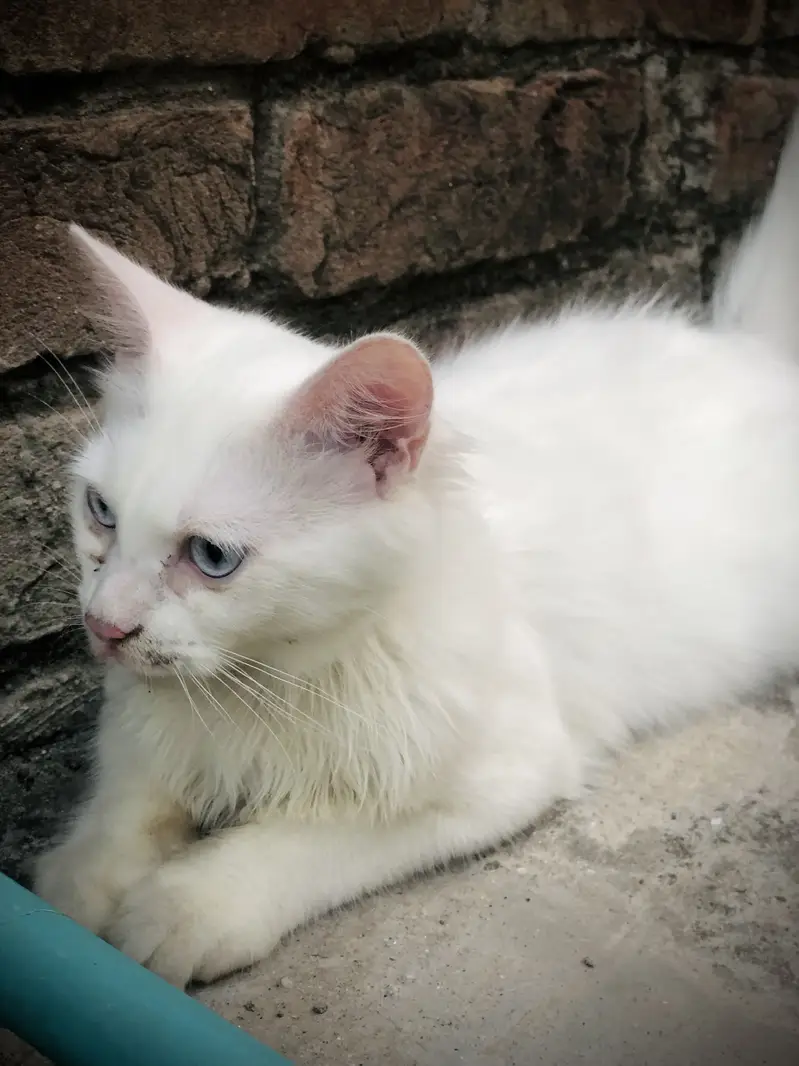 Double Coated Persian Kittens — photo 6