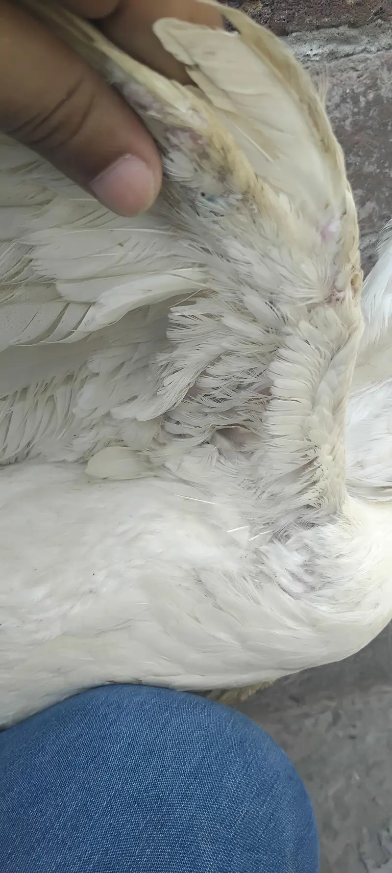 White shamo female king paper white — photo 5