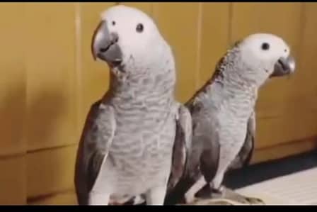 African Grey Parrot 