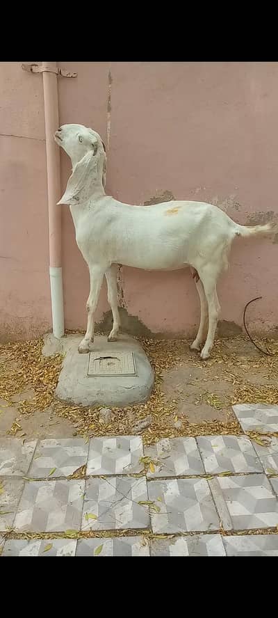 beetal bakri for sale