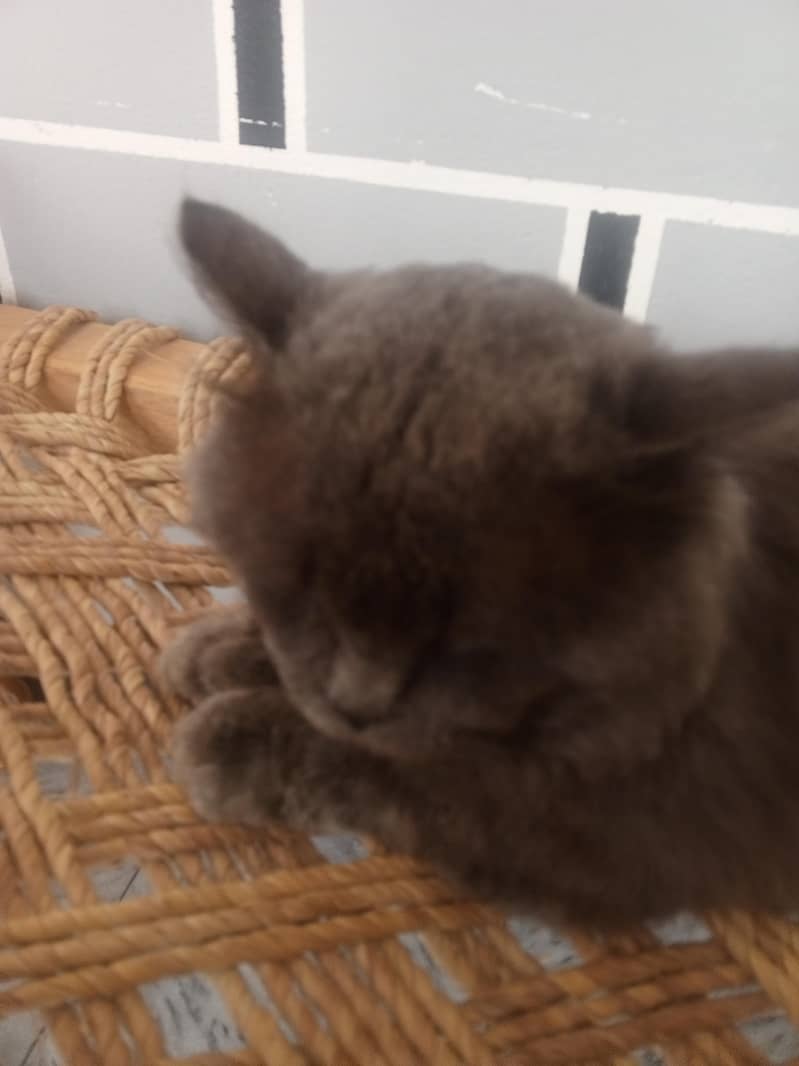 Persian cat 0
