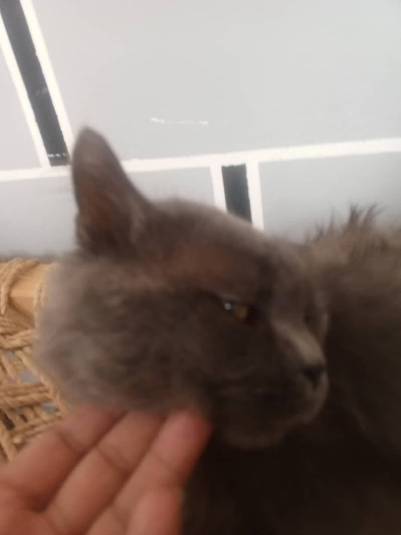 Persian cat 1
