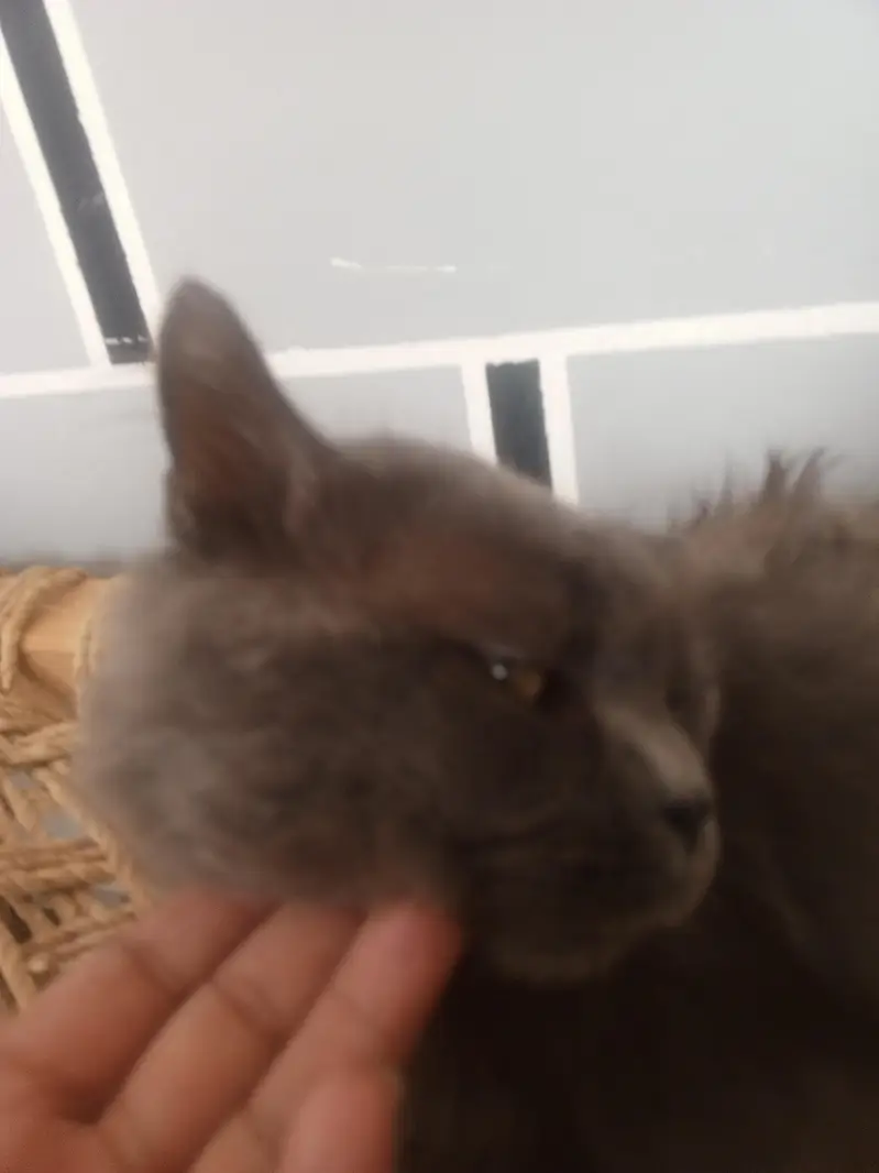 Persian cat — photo 2