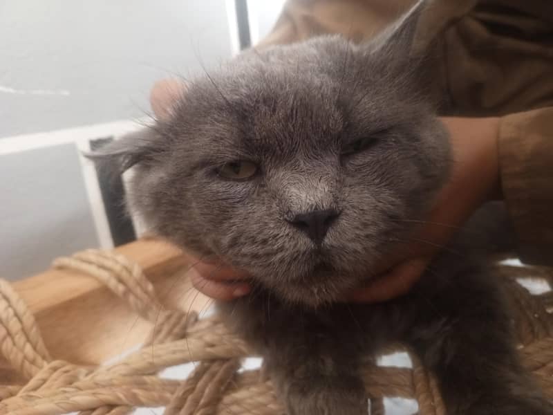 Persian cat 2