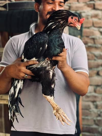 Pure Lassani breeder