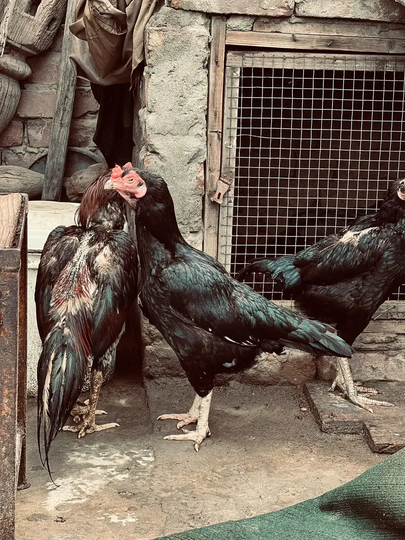 Pure Lassani breeder — photo 2