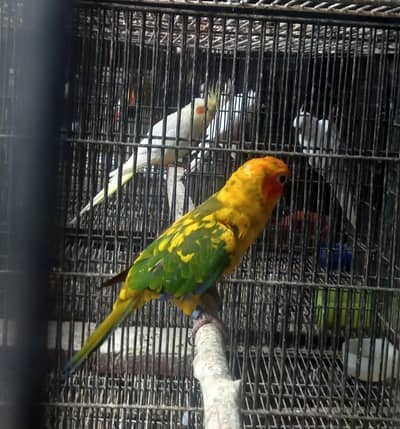 suncnore female available