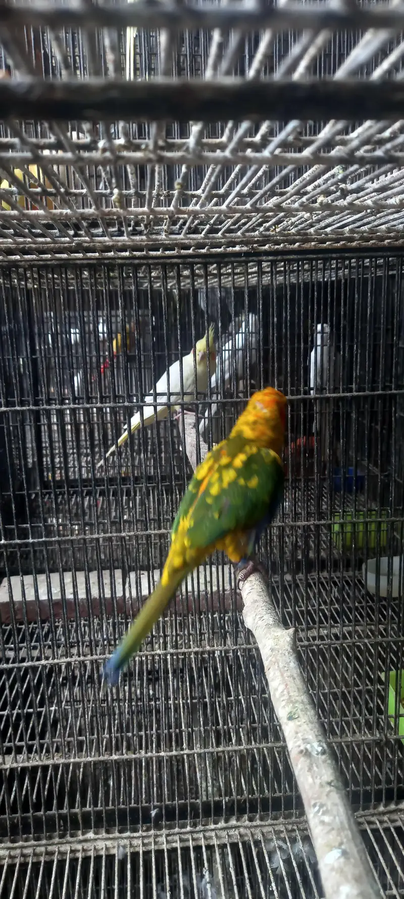 suncnore female available — photo 2