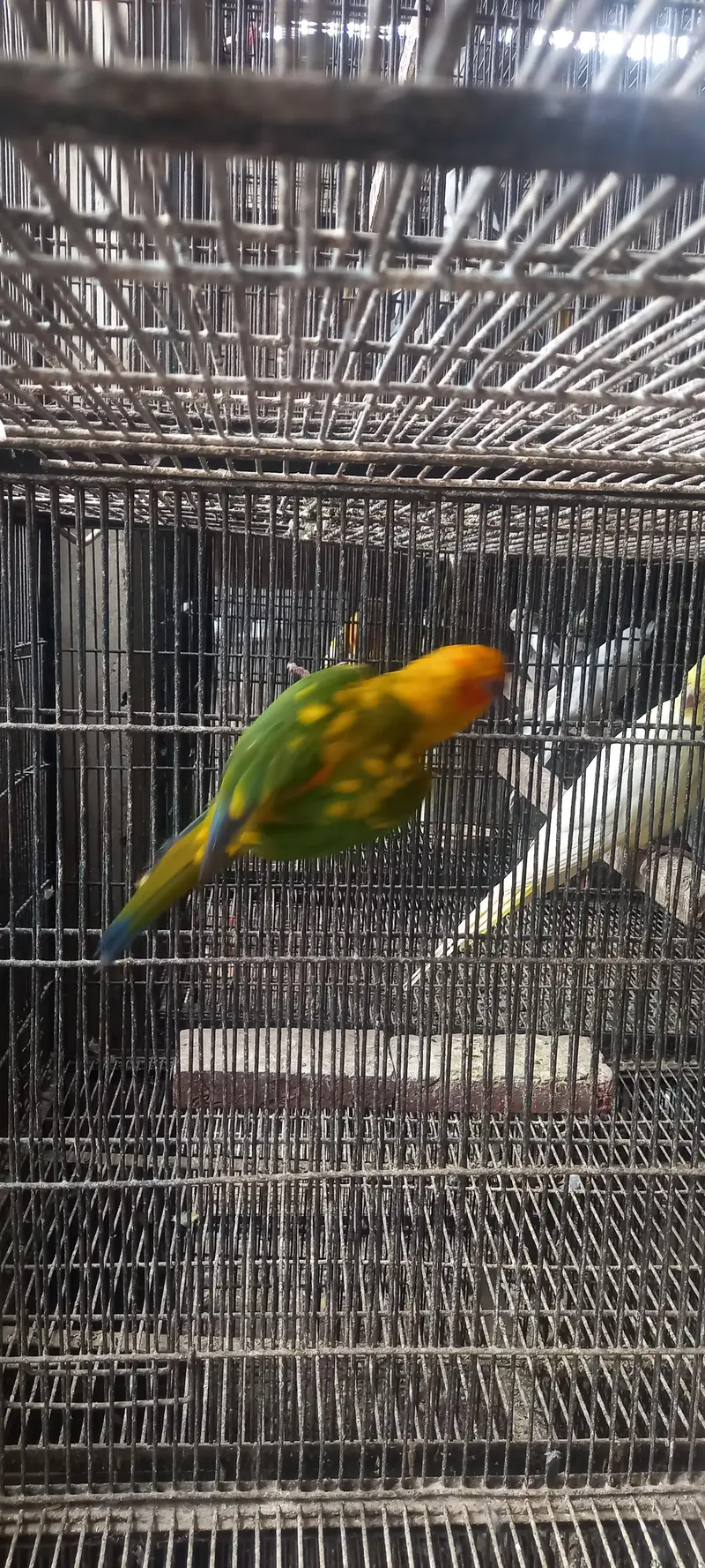 suncnore female available — photo 3