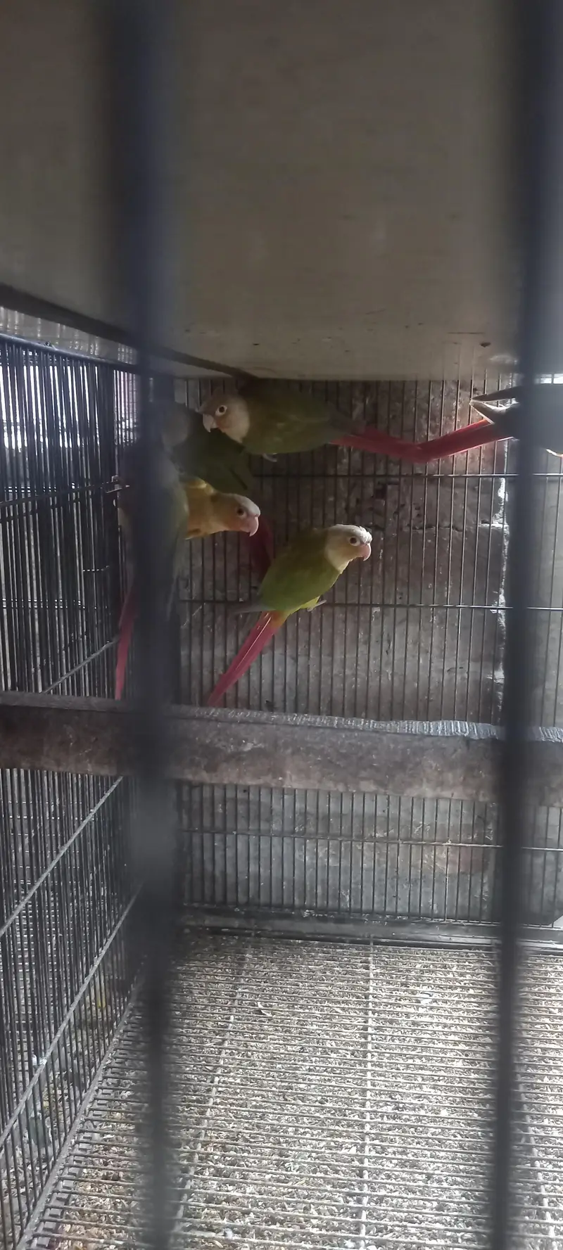 suncnore female available — photo 4