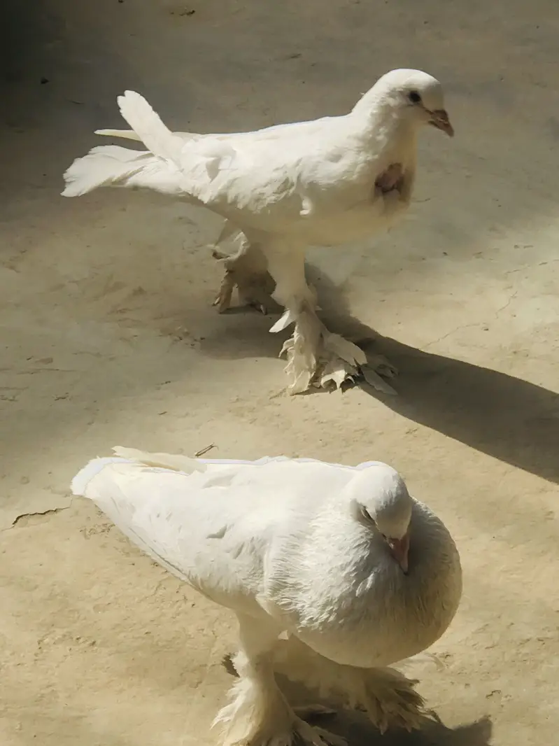 Gubara pigeon — photo 2