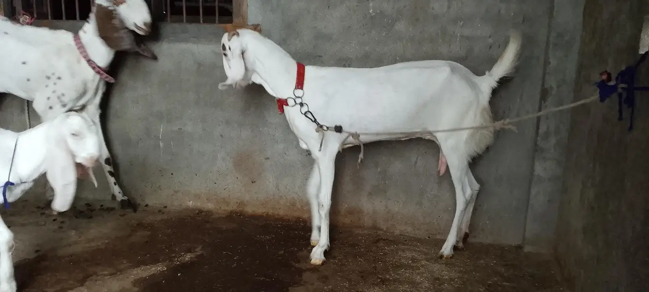 total set for sale hai urgent — photo 2