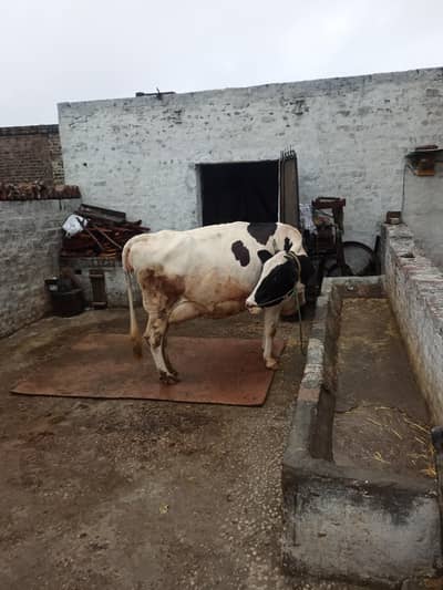 cow for sale