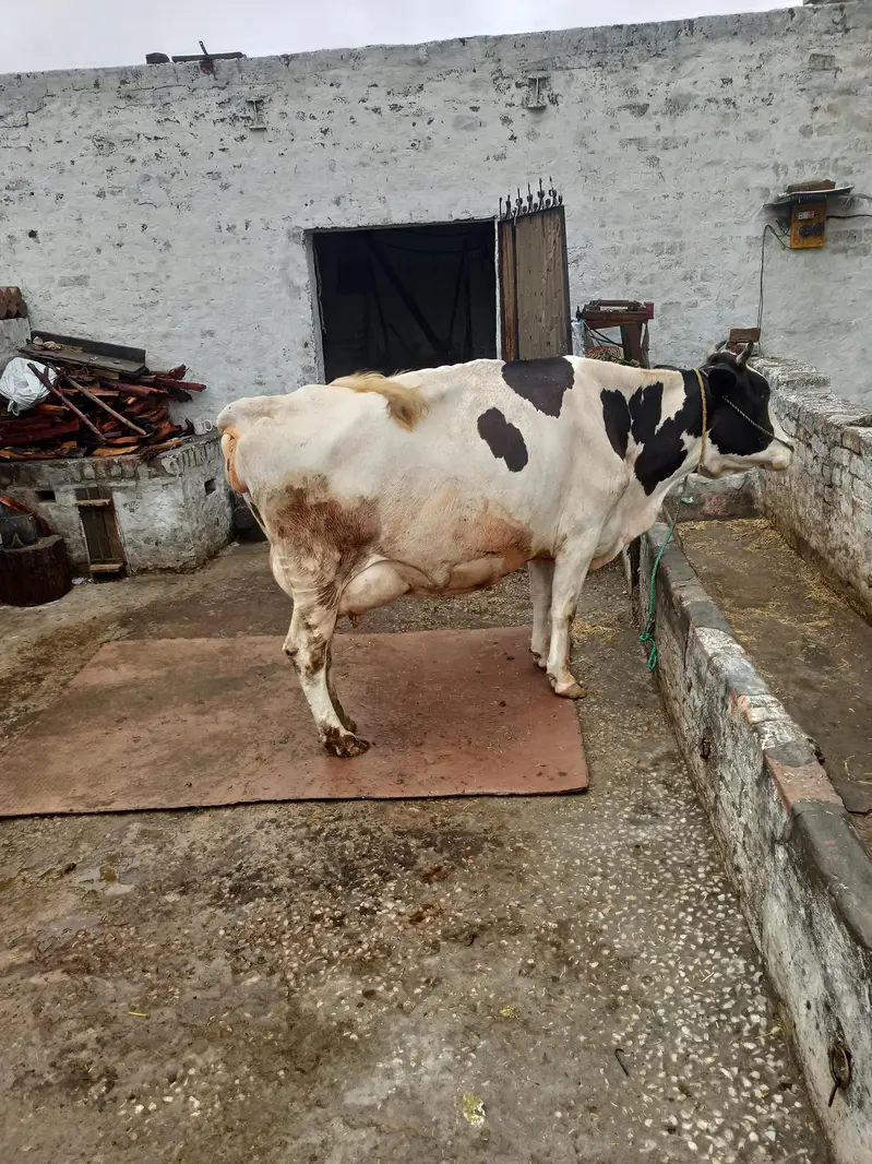 cow for sale — photo 2