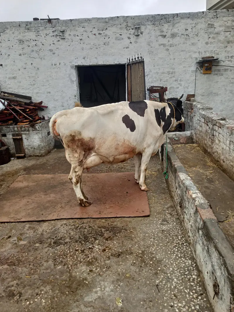 cow for sale — photo 3