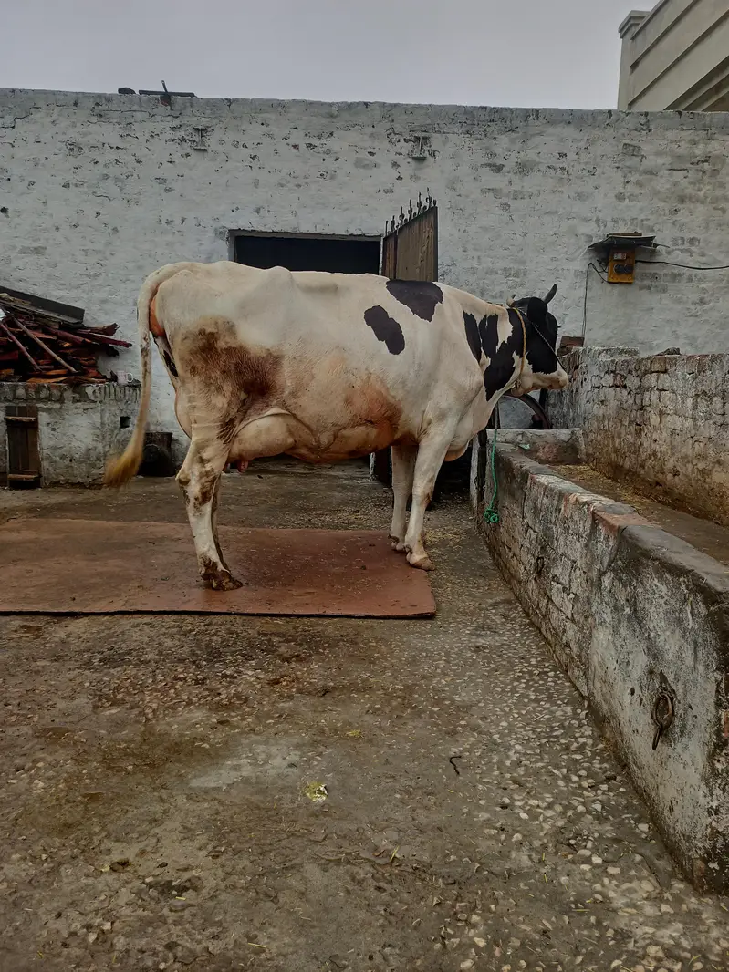 cow for sale — photo 4